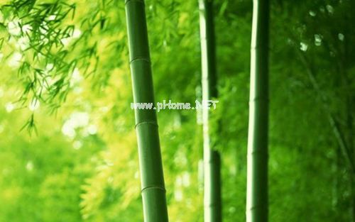 关于描写竹子的古诗词句