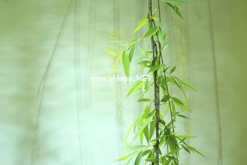 描写柳树的唯美古诗词句