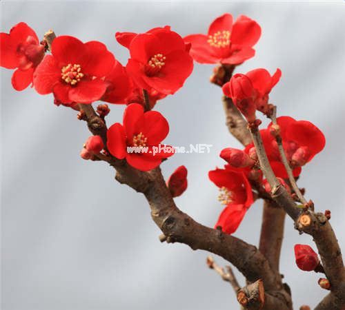 描写红梅的诗句古诗有哪些 赞美红梅的诗句优美的 描写红梅花