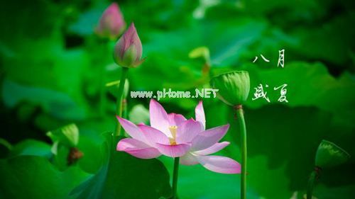 描写八月盛夏的唯美句子