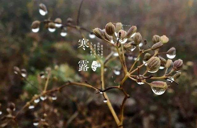 2019寒露吃什么水果养生_寒露养生有4个“禁忌”